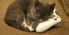 gamekitten