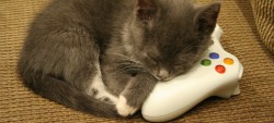 gamekitten